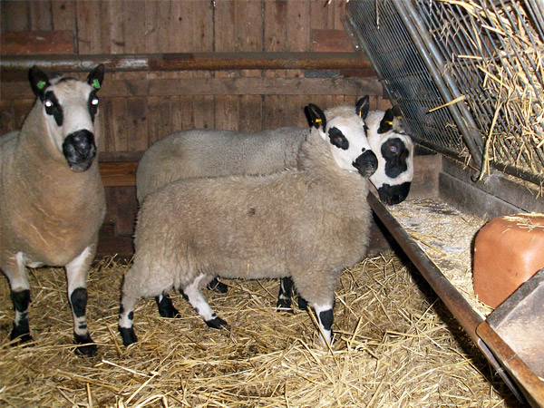 Altb&ouml;cke & Lammbock