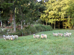 Mutterlämmer 2009